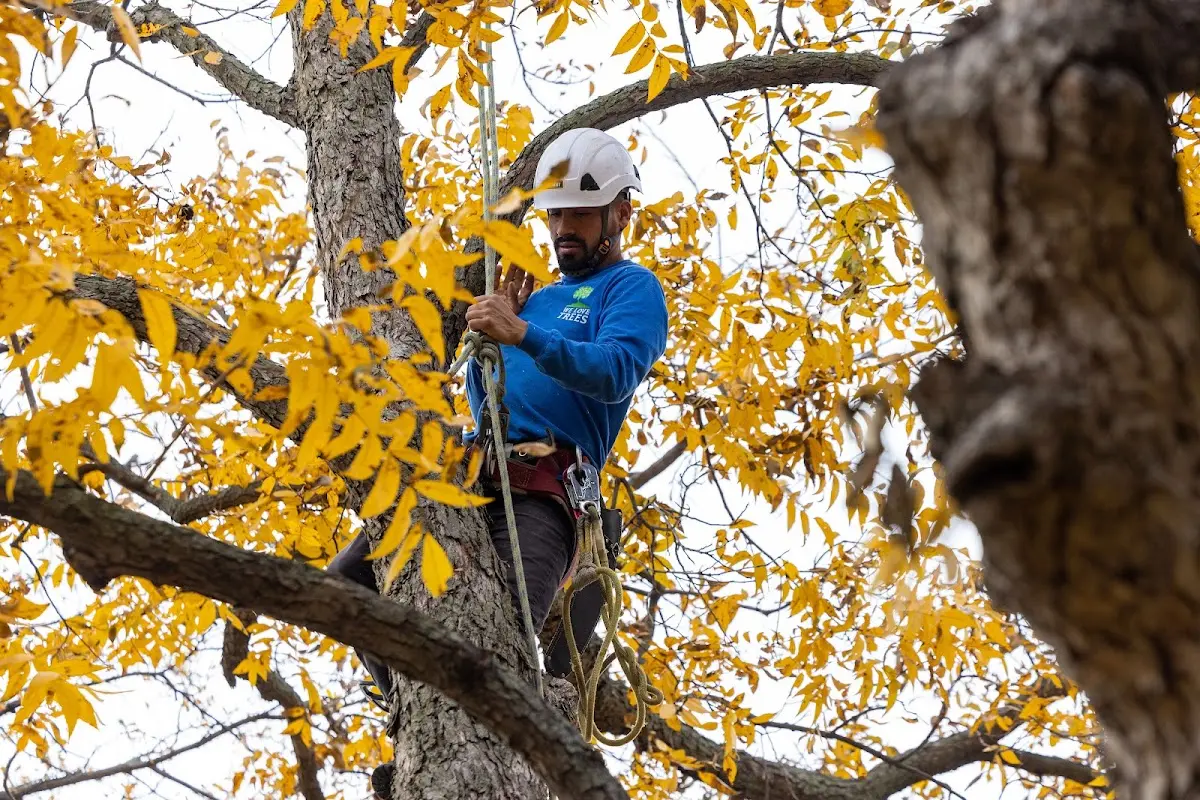 Skilled Tree Trimming crew working in Adena